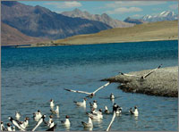 Leh- Pangong Lake -Leh